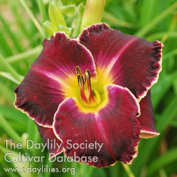 Daylily Approaching Storm